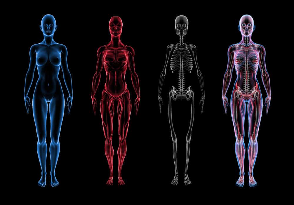 What’s Your Body Composition- Are You Thin Obese?