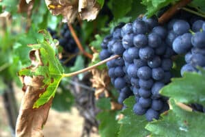Looking for the Fountain of Youth? Try Anti Aging Resveratrol - How to Live Younger