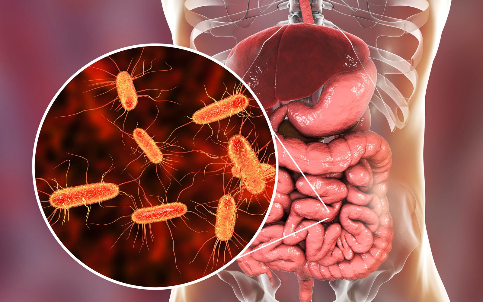 Your Microbiome & How to Restore A Healthy One - How to Live Younger